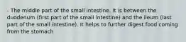 - The middle part of the small intestine. It is between the duodenum (first part of the small intestine) and the ileum (last part of the small intestine). It helps to further digest food coming from the stomach