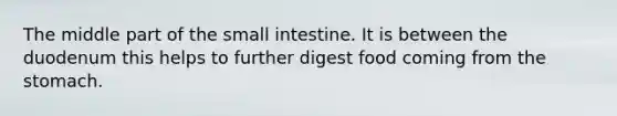 The middle part of the small intestine. It is between the duodenum this helps to further digest food coming from the stomach.