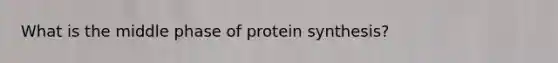 What is the middle phase of protein synthesis?