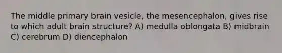 The middle primary brain vesicle, the mesencephalon, gives rise to which adult brain structure? A) medulla oblongata B) midbrain C) cerebrum D) diencephalon