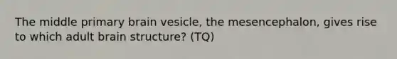 The middle primary brain vesicle, the mesencephalon, gives rise to which adult brain structure? (TQ)