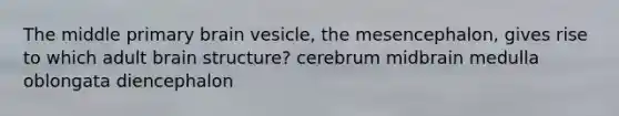 The middle primary brain vesicle, the mesencephalon, gives rise to which adult brain structure? cerebrum midbrain medulla oblongata diencephalon