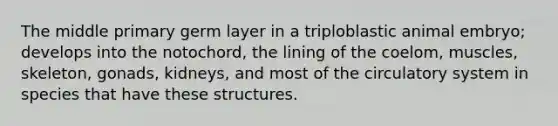 The middle primary germ layer in a triploblastic animal embryo; develops into the notochord, the lining of the coelom, muscles, skeleton, gonads, kidneys, and most of the circulatory system in species that have these structures.