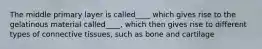 The middle primary layer is called____ which gives rise to the gelatinous material called____, which then gives rise to different types of connective tissues, such as bone and cartilage