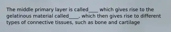 The middle primary layer is called____ which gives rise to the gelatinous material called____, which then gives rise to different types of connective tissues, such as bone and cartilage