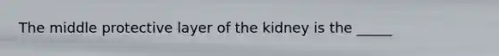 The middle protective layer of the kidney is the _____