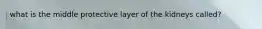 what is the middle protective layer of the kidneys called?