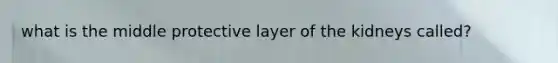 what is the middle protective layer of the kidneys called?