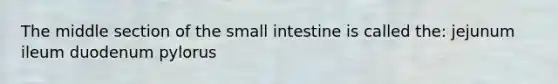 The middle section of the small intestine is called the: jejunum ileum duodenum pylorus