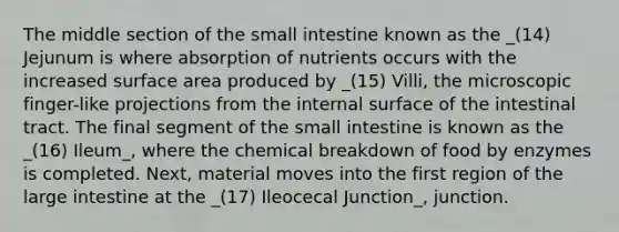 The middle section of <a href='https://www.questionai.com/knowledge/kt623fh5xn-the-small-intestine' class='anchor-knowledge'>the small intestine</a> known as the _(14) Jejunum is where absorption of nutrients occurs with the increased <a href='https://www.questionai.com/knowledge/kEtsSAPENL-surface-area' class='anchor-knowledge'>surface area</a> produced by _(15) Villi, the microscopic finger-like projections from the internal surface of the intestinal tract. The final segment of the small intestine is known as the _(16) Ileum_, where the chemical breakdown of food by enzymes is completed. Next, material moves into the first region of the <a href='https://www.questionai.com/knowledge/kGQjby07OK-large-intestine' class='anchor-knowledge'>large intestine</a> at the _(17) Ileocecal Junction_, junction.