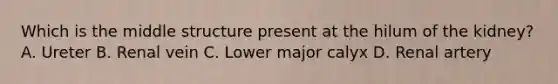 Which is the middle structure present at the hilum of the kidney? A. Ureter B. Renal vein C. Lower major calyx D. Renal artery