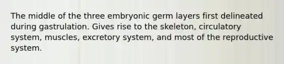 The middle of the three embryonic germ layers first delineated during gastrulation. Gives rise to the skeleton, circulatory system, muscles, excretory system, and most of the reproductive system.