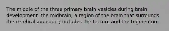 The middle of the three primary brain vesicles during brain development. the midbrain; a region of the brain that surrounds the cerebral aqueduct; includes the tectum and the tegmentum