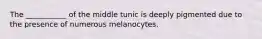 The ___________ of the middle tunic is deeply pigmented due to the presence of numerous melanocytes.