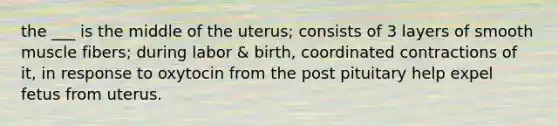 the ___ is the middle of the uterus; consists of 3 layers of smooth muscle fibers; during labor & birth, coordinated contractions of it, in response to oxytocin from the post pituitary help expel fetus from uterus.