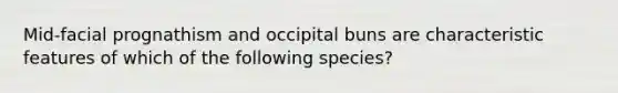 Mid-facial prognathism and occipital buns are characteristic features of which of the following species?