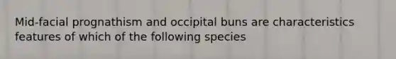 Mid-facial prognathism and occipital buns are characteristics features of which of the following species