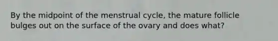 By the midpoint of the menstrual cycle, the mature follicle bulges out on the surface of the ovary and does what?