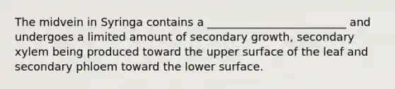 The midvein in Syringa contains a _________________________ and undergoes a limited amount of secondary growth, secondary xylem being produced toward the upper surface of the leaf and secondary phloem toward the lower surface.