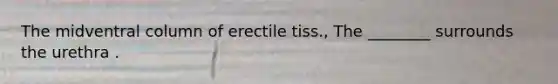 The midventral column of erectile tiss., The ________ surrounds the urethra .