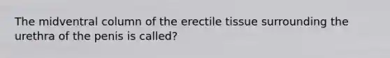 The midventral column of the erectile tissue surrounding the urethra of the penis is called?