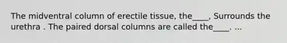 The midventral column of erectile tissue, the____, Surrounds the urethra . The paired dorsal columns are called the____. ...