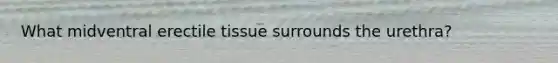 What midventral erectile tissue surrounds the urethra?