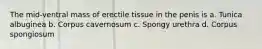 The mid-ventral mass of erectile tissue in the penis is a. Tunica albuginea b. Corpus cavernosum c. Spongy urethra d. Corpus spongiosum