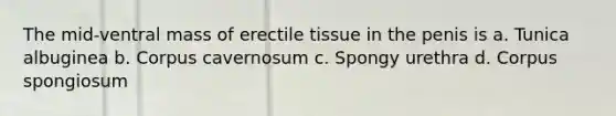 The mid-ventral mass of erectile tissue in the penis is a. Tunica albuginea b. Corpus cavernosum c. Spongy urethra d. Corpus spongiosum