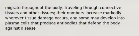 migrate throughout the body, traveling through connective tissues and other tissues; their numbers increase markedly wherever tissue damage occurs, and some may develop into plasma cells that produce antibodies that defend the body against disease