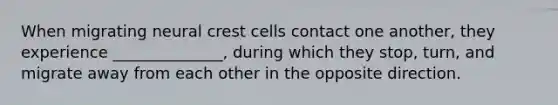 When migrating neural crest cells contact one another, they experience ______________, during which they stop, turn, and migrate away from each other in the opposite direction.