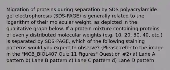 Migration of proteins during separation by SDS polyacrylamide-gel electrophoresis (SDS-PAGE) is generally related to the logarithm of their molecular weight, as depicted in the qualitative graph below. If a protein mixture containing proteins of evenly distributed molecular weights (e.g. 10, 20, 30, 40, etc.) is separated by SDS-PAGE, which of the following staining patterns would you expect to observe? (Please refer to the image in the "MCB_BIOL407 Quiz 11 Figures" Question #2) a) Lane A pattern b) Lane B pattern c) Lane C pattern d) Lane D pattern