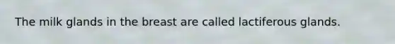 The milk glands in the breast are called lactiferous glands.
