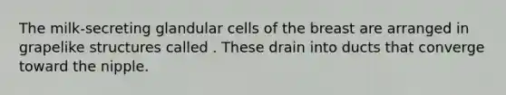 The milk-secreting glandular cells of the breast are arranged in grapelike structures called . These drain into ducts that converge toward the nipple.