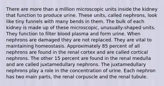 There are more than a million microscopic units inside the kidney that function to produce urine. These units, called nephrons, look like tiny funnels with many bends in them. The bulk of each kidney is made up of these microscopic, unusually-shaped units. They function to filter blood plasma and form urine. When nephrons are damaged they are not replaced. They are vital to maintaining homeostasis. Approximately 85 percent of all nephrons are found in the renal cortex and are called cortical nephrons. The other 15 percent are found in the renal medulla and are called juxtamedullary nephrons. The juxtamedullary nephrons play a role in the concentration of urine. Each nephron has two main parts, the renal corpuscle and the renal tubule.