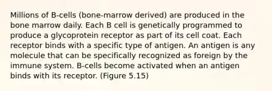 Millions of B-cells (bone-marrow derived) are produced in the bone marrow daily. Each B cell is genetically programmed to produce a glycoprotein receptor as part of its cell coat. Each receptor binds with a specific type of antigen. An antigen is any molecule that can be specifically recognized as foreign by the immune system. B-cells become activated when an antigen binds with its receptor. (Figure 5.15)