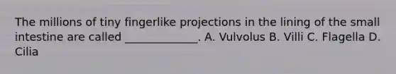 The millions of tiny fingerlike projections in the lining of the small intestine are called _____________. A. Vulvolus B. Villi C. Flagella D. Cilia