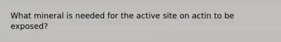 What mineral is needed for the active site on actin to be exposed?