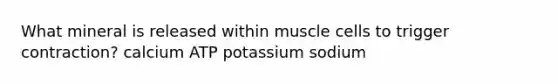 What mineral is released within muscle cells to trigger contraction? calcium ATP potassium sodium