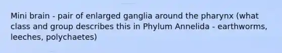 Mini brain - pair of enlarged ganglia around <a href='https://www.questionai.com/knowledge/ktW97n6hGJ-the-pharynx' class='anchor-knowledge'>the pharynx</a> (what class and group describes this in Phylum Annelida - earthworms, leeches, polychaetes)