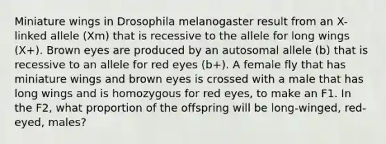 Miniature wings in Drosophila melanogaster result from an X-linked allele (Xm) that is recessive to the allele for long wings (X+). Brown eyes are produced by an autosomal allele (b) that is recessive to an allele for red eyes (b+). A female fly that has miniature wings and brown eyes is crossed with a male that has long wings and is homozygous for red eyes, to make an F1. In the F2, what proportion of the offspring will be long-winged, red-eyed, males?