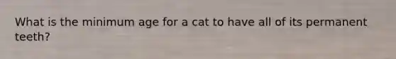 What is the minimum age for a cat to have all of its permanent teeth?