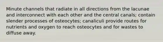 Minute channels that radiate in all directions from the lacunae and interconnect with each other and the central canals; contain slender processes of osteocytes; canaliculi provide routes for nutrients and oxygen to reach osteocytes and for wastes to diffuse away.