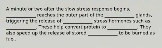 A minute or two after the slow stress response begins, _____________ reaches the outer part of the _____________ glands, triggering the release of _____________ stress hormones such as _____________. These help convert protein to _____________. They also speed up the release of stored _____________ to be burned as fuel.