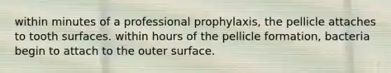 within minutes of a professional prophylaxis, the pellicle attaches to tooth surfaces. within hours of the pellicle formation, bacteria begin to attach to the outer surface.