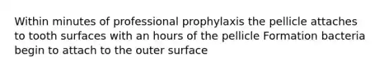 Within minutes of professional prophylaxis the pellicle attaches to tooth surfaces with an hours of the pellicle Formation bacteria begin to attach to the outer surface