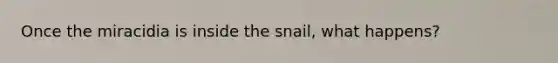 Once the miracidia is inside the snail, what happens?