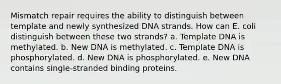 Mismatch repair requires the ability to distinguish between template and newly synthesized DNA strands. How can E. coli distinguish between these two strands? a. Template DNA is methylated. b. New DNA is methylated. c. Template DNA is phosphorylated. d. New DNA is phosphorylated. e. New DNA contains single-stranded binding proteins.