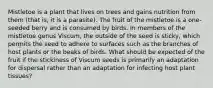 Mistletoe is a plant that lives on trees and gains nutrition from them (that is, it is a parasite). The fruit of the mistletoe is a one-seeded berry and is consumed by birds. In members of the mistletoe genus Viscum, the outside of the seed is sticky, which permits the seed to adhere to surfaces such as the branches of host plants or the beaks of birds. What should be expected of the fruit if the stickiness of Viscum seeds is primarily an adaptation for dispersal rather than an adaptation for infecting host plant tissues?