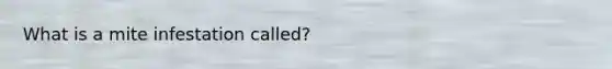 What is a mite infestation called?